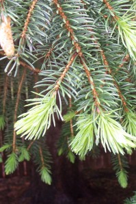 pine tree growth  J. Richter